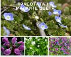 Красотата под краката ни: пролетните цветя за които нищо не знаем, а са така красиви Красотата под краката ни: пролетните цветя за които нищо не знаем, а са така красиви