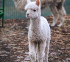 Запознайте се с бебето Инди – новата алпака в зоопарка! Запознайте се с бебето Инди – новата алпака в зоопарка!