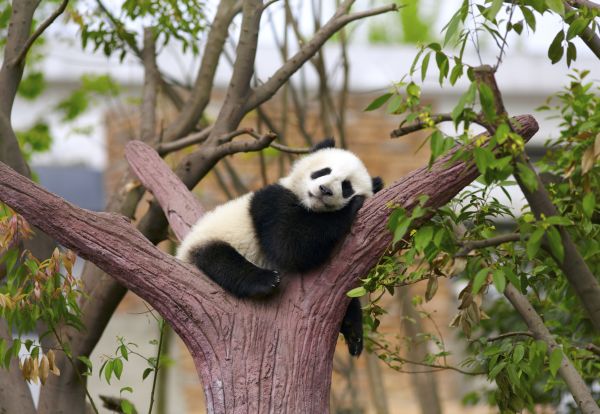Пандите вече не са застрашени от изчезване 